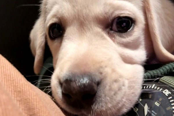 Prime Time Reviews - February 2026